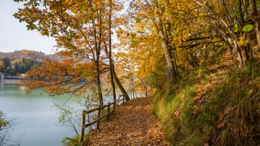 Foliage in Liguria