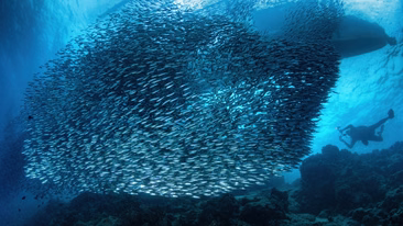 Moalboal Sardine Run